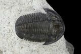 Detailed Gerastos Trilobite Fossil - Morocco #118998-2